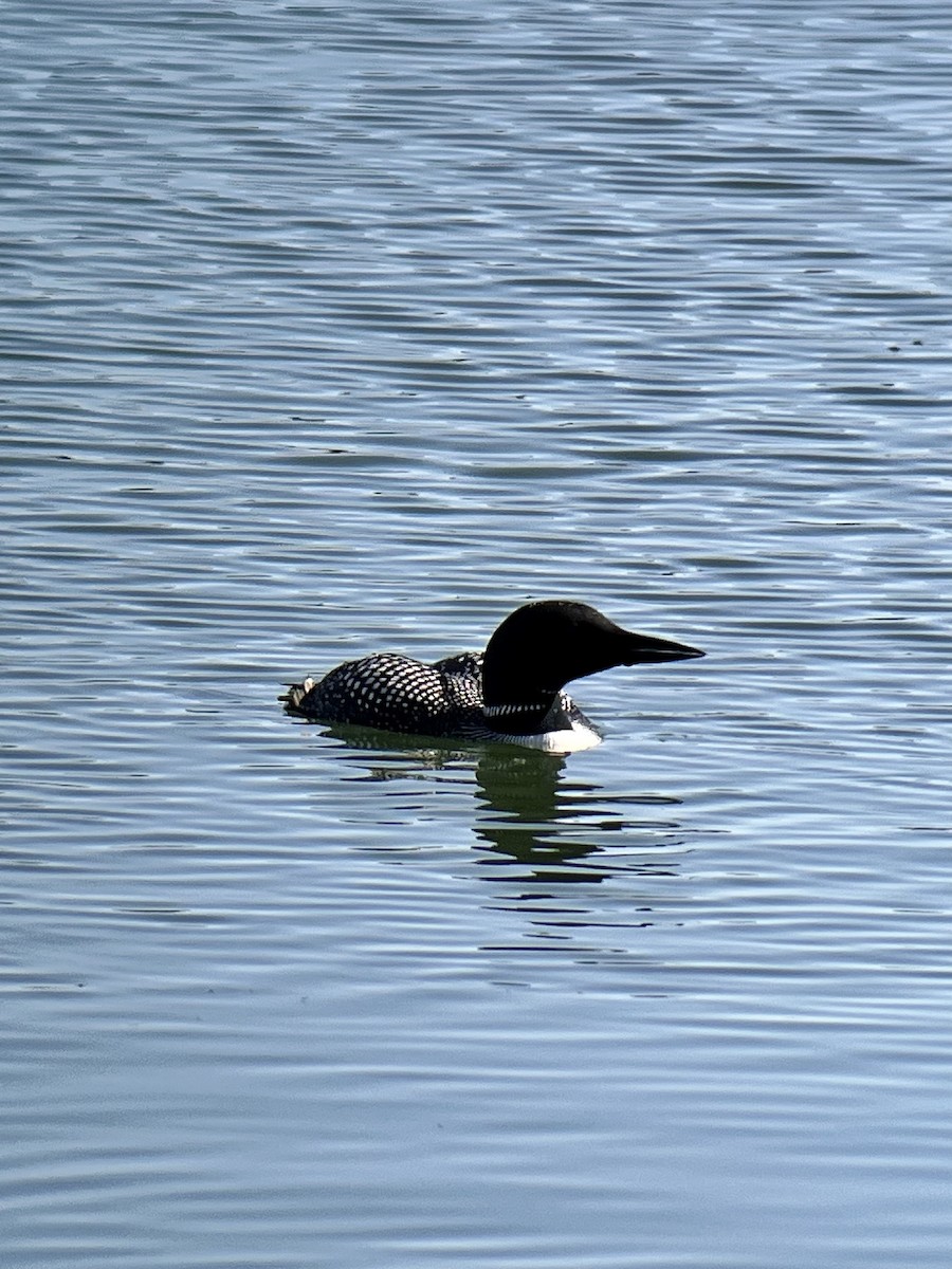 Common Loon - Ryan Votta