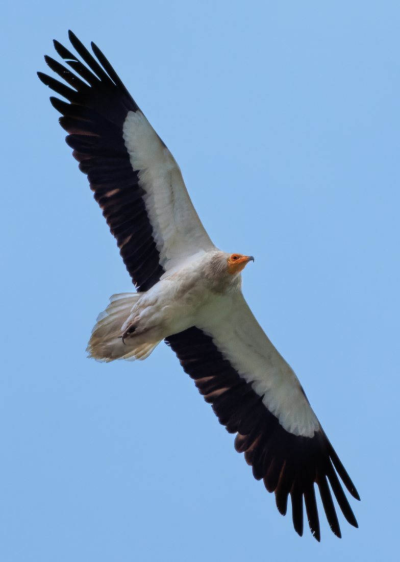 Egyptian Vulture - ML552602771