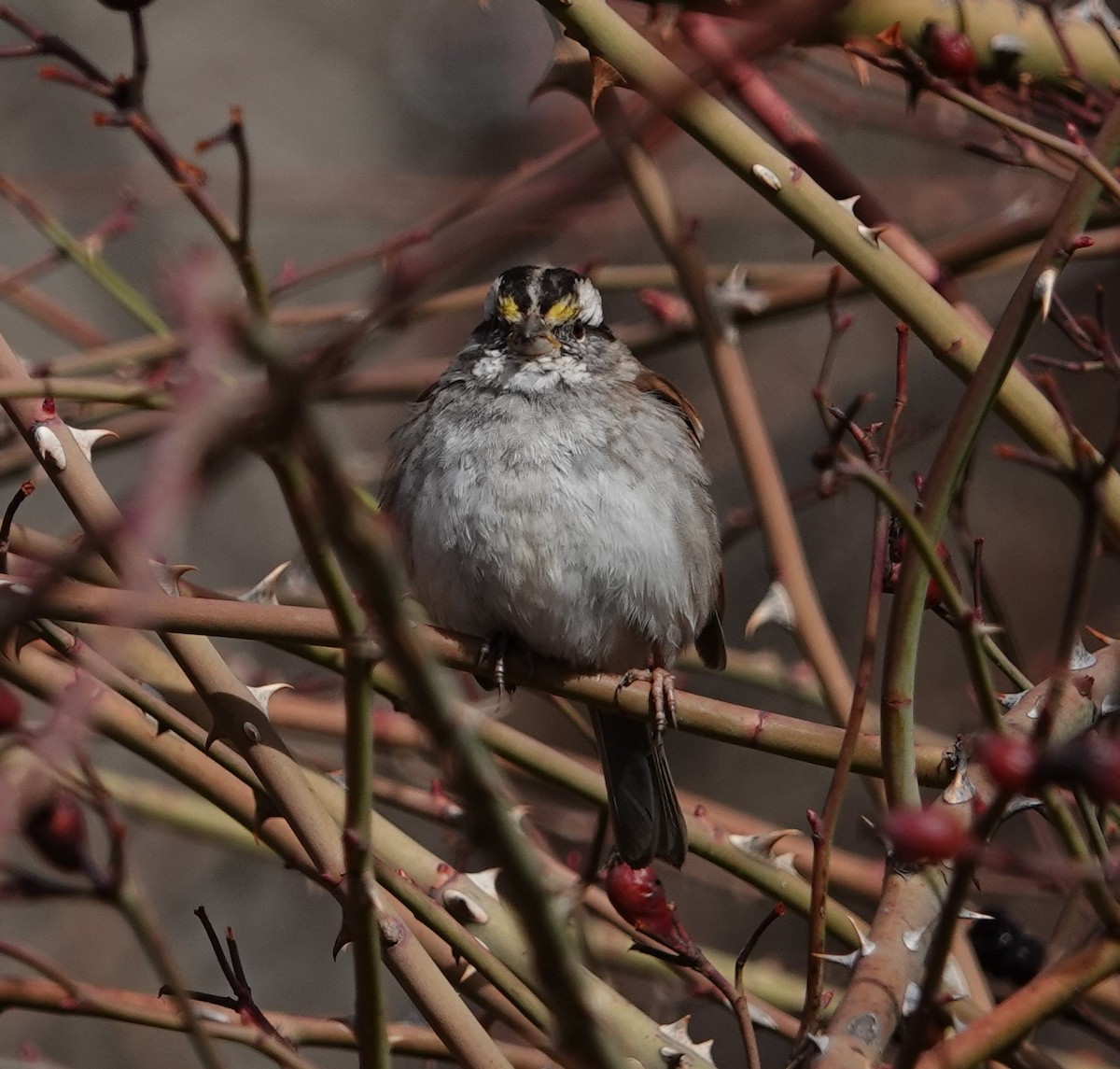 White-throated Sparrow - ML552603551