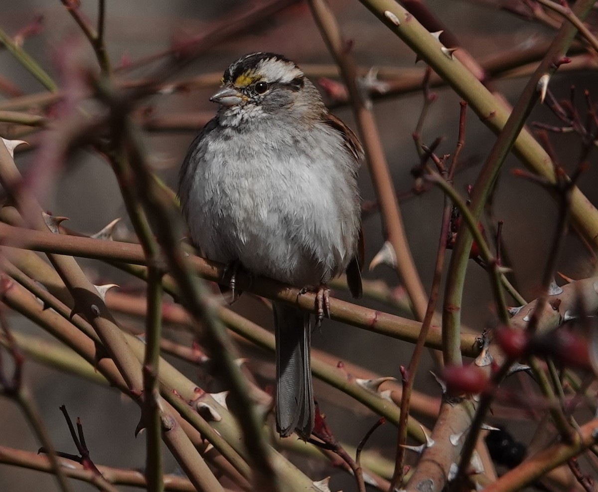 White-throated Sparrow - Danette Henderson