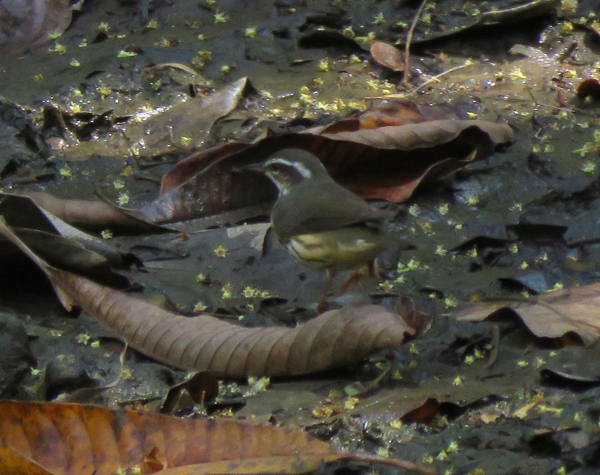 Northern Waterthrush - ML55260401