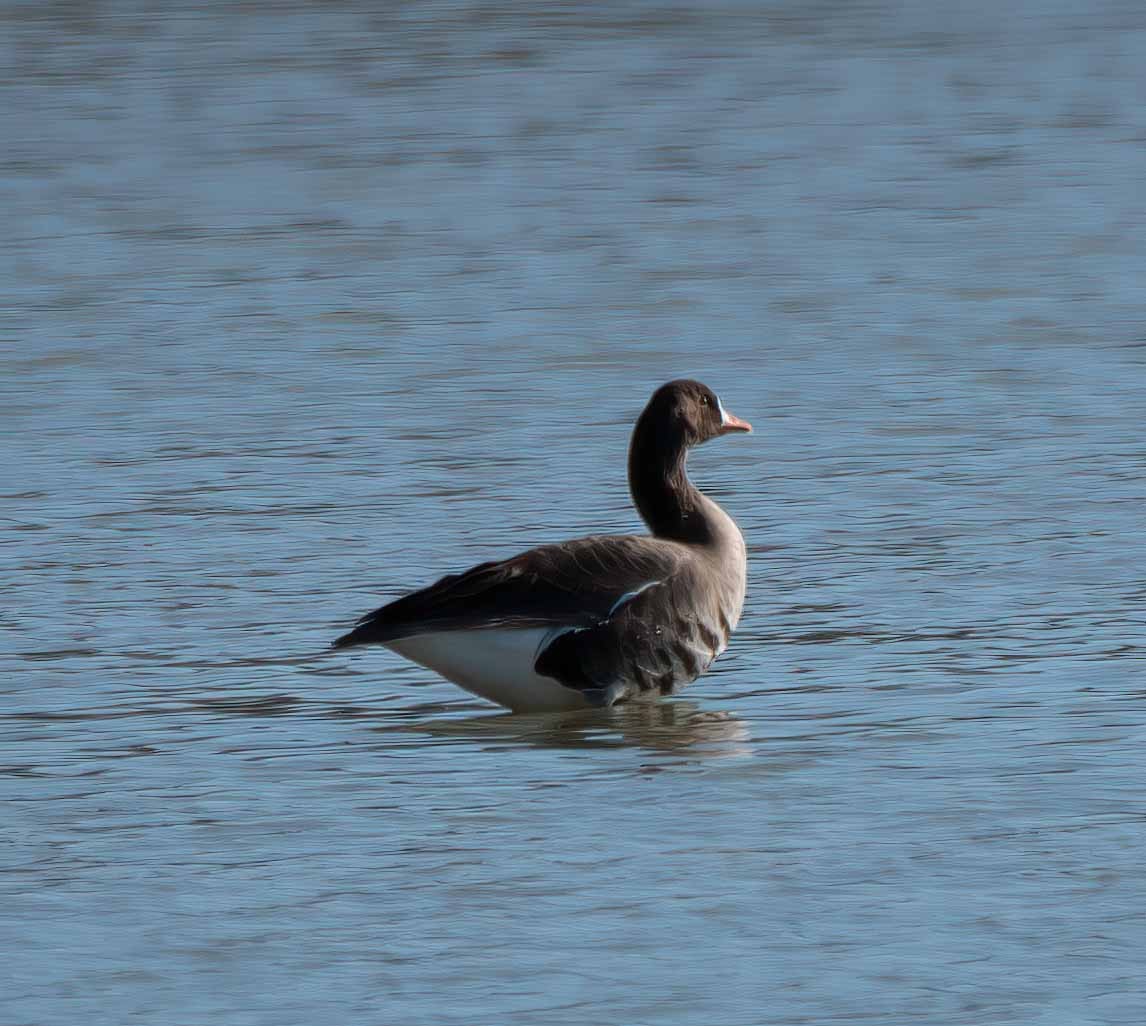 Greater White-fronted Goose - ML552604161