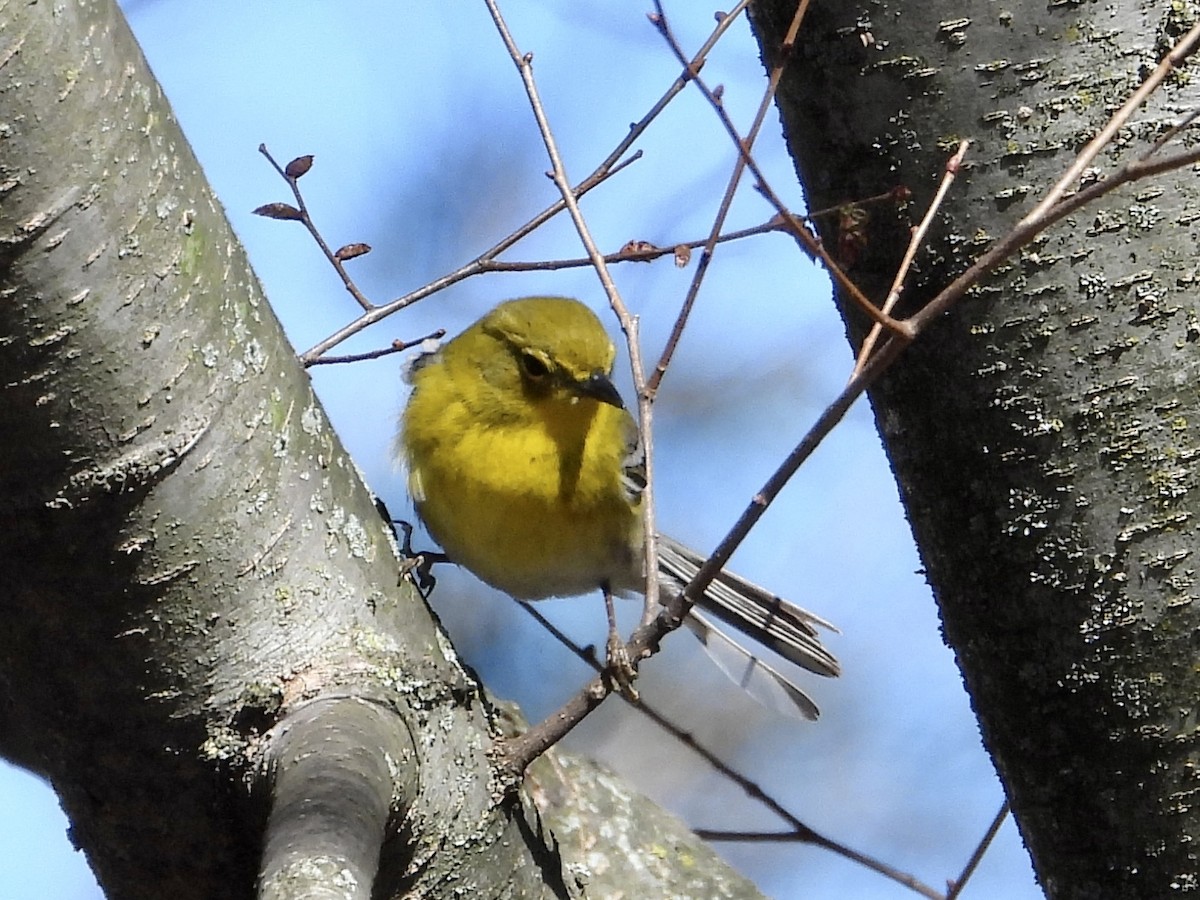 Pine Warbler - Robin M