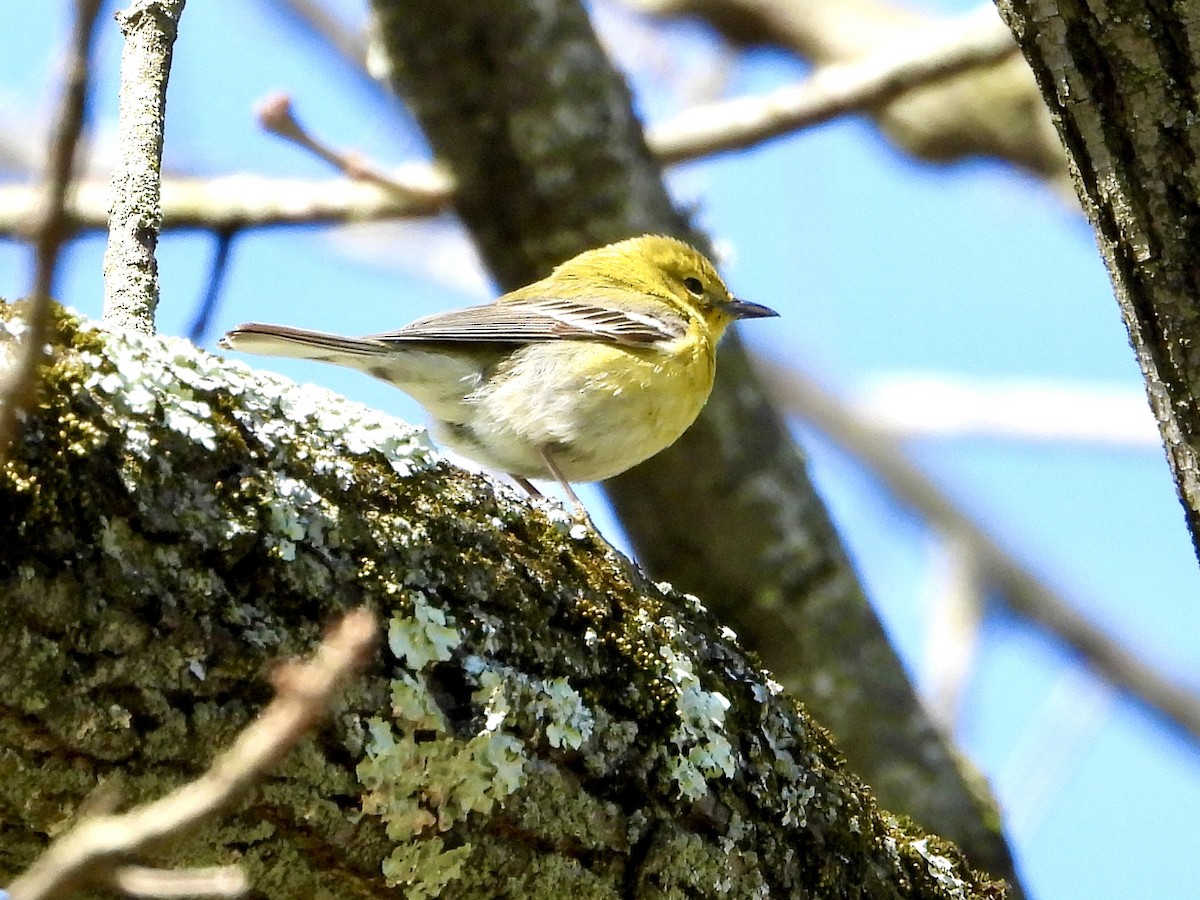 Pine Warbler - Robin M