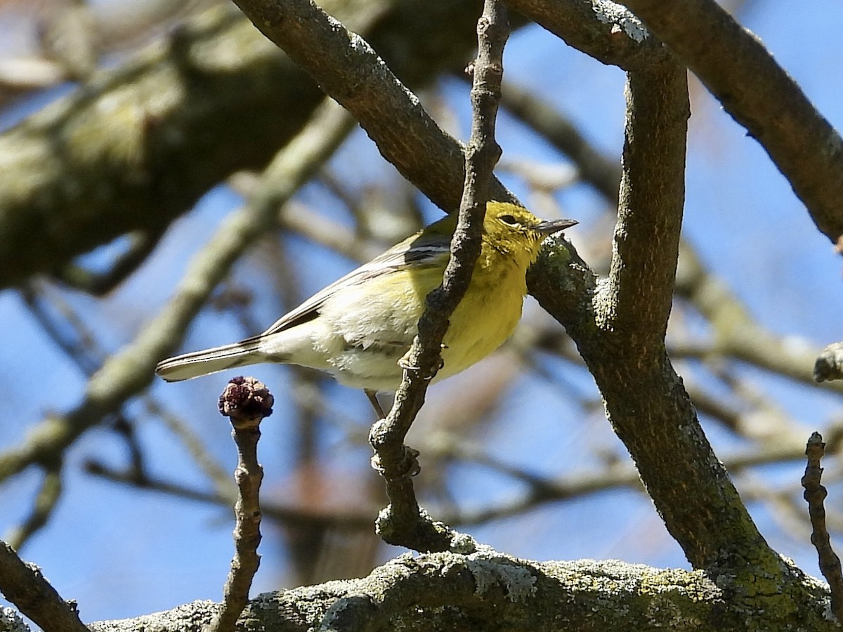 Pine Warbler - Robin M