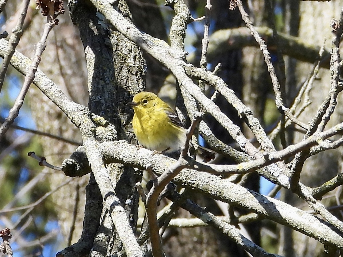 Pine Warbler - Robin M