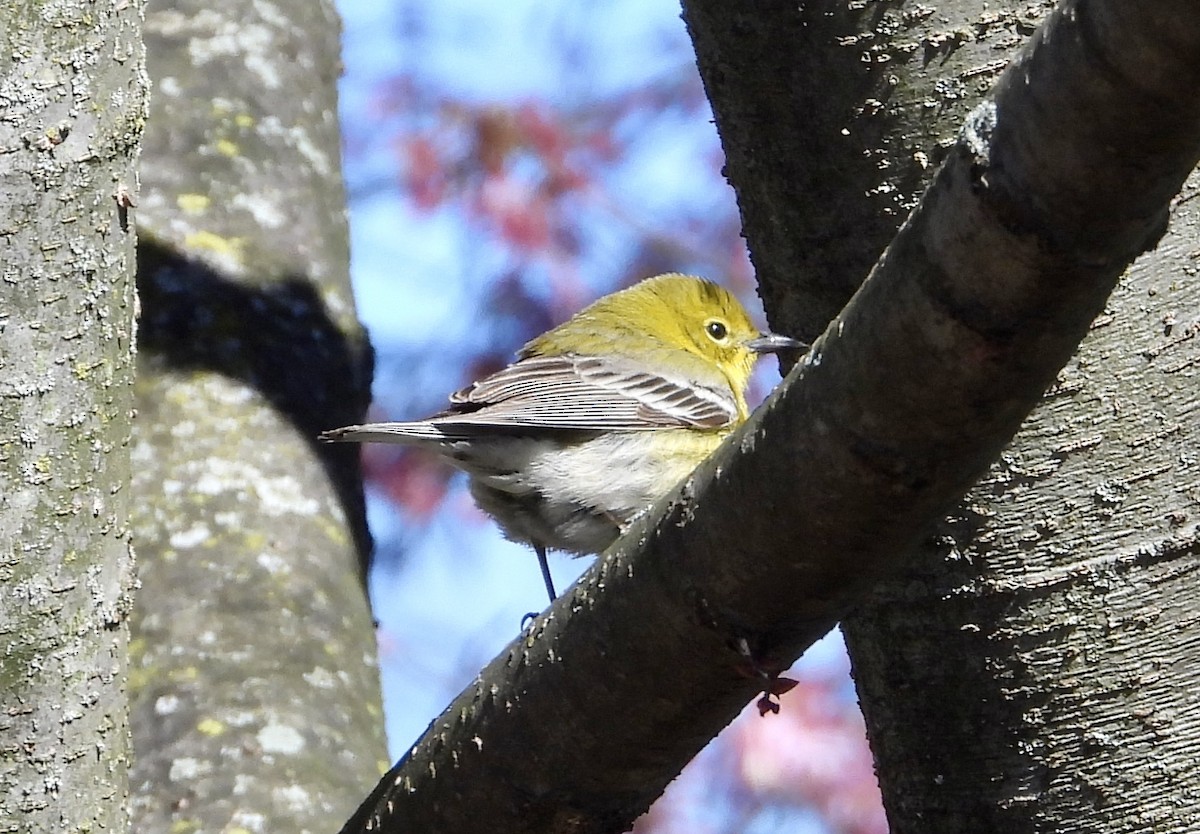 Pine Warbler - Robin M