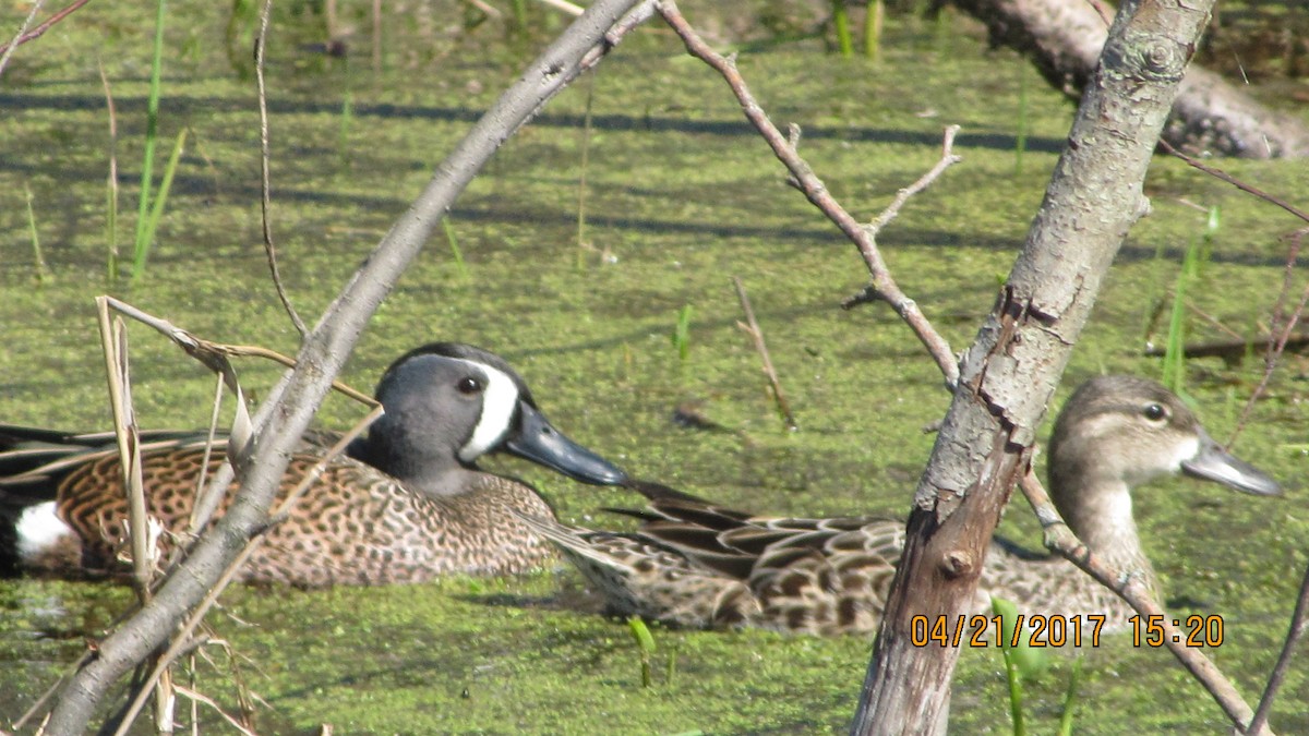 Blue-winged Teal - Jesse Beck