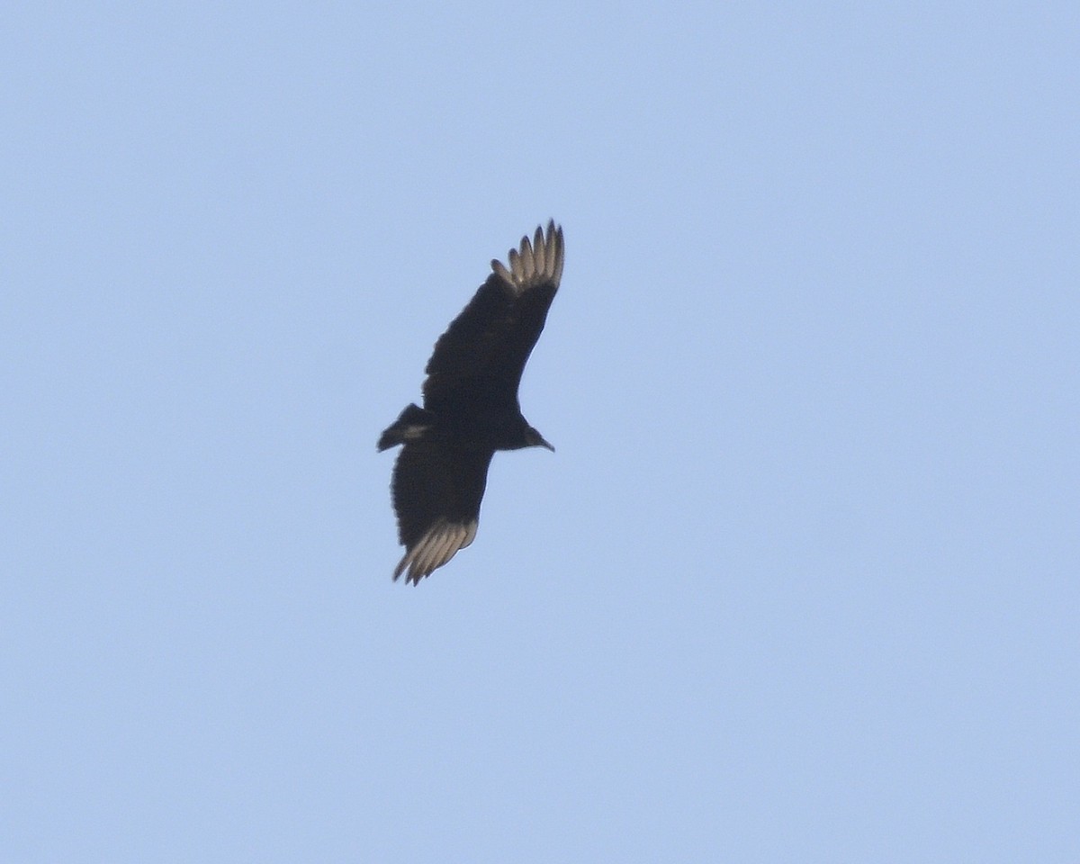 Black Vulture - ML552607561