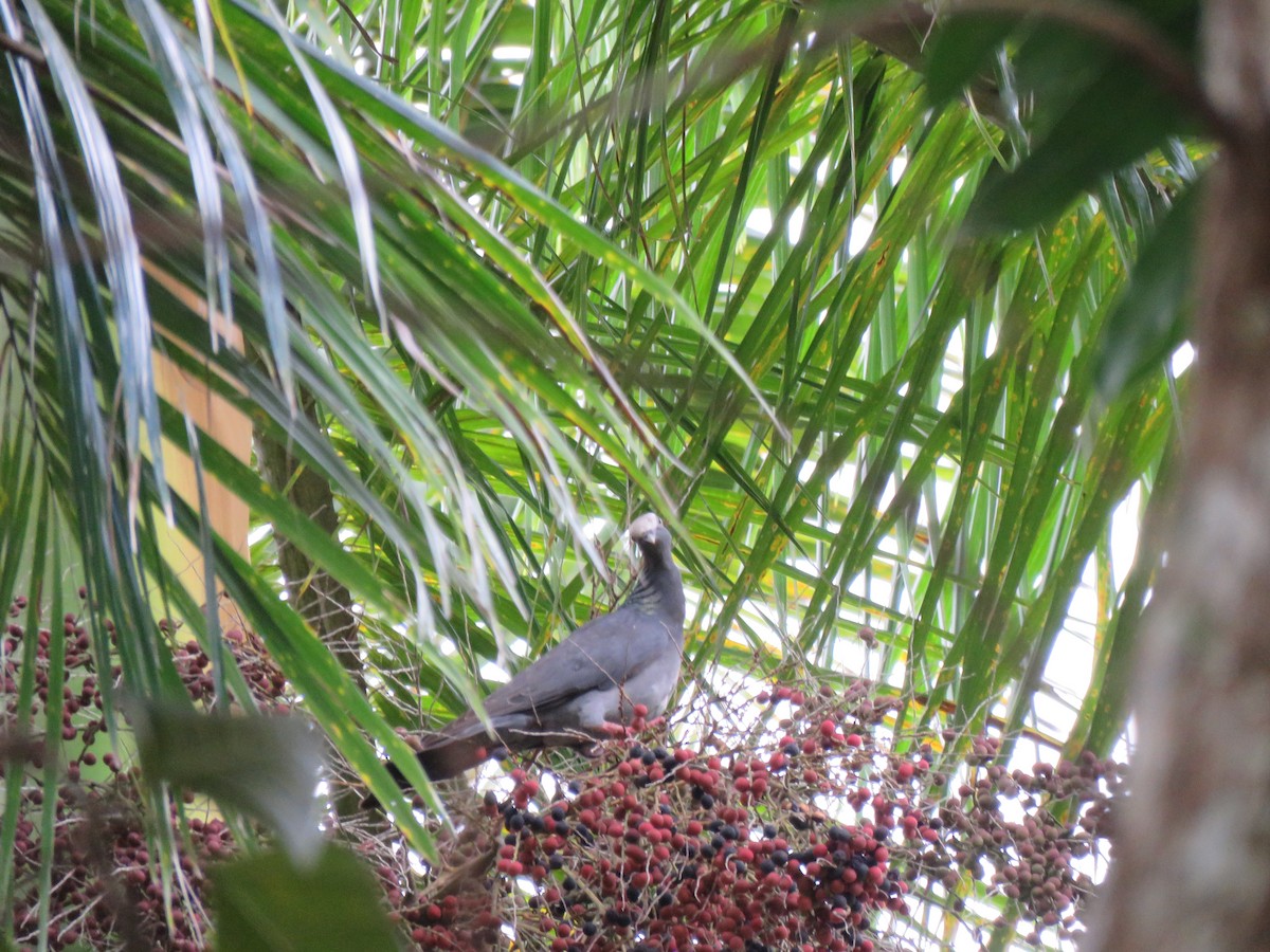 Pigeon à couronne blanche - ML55261041