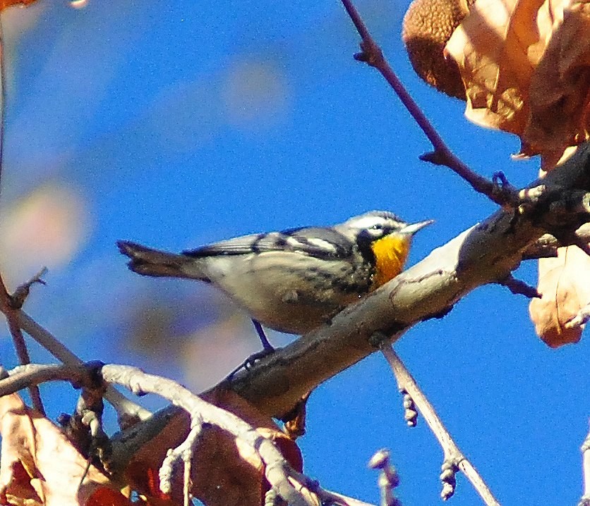 Yellow-throated Warbler - ML55261081