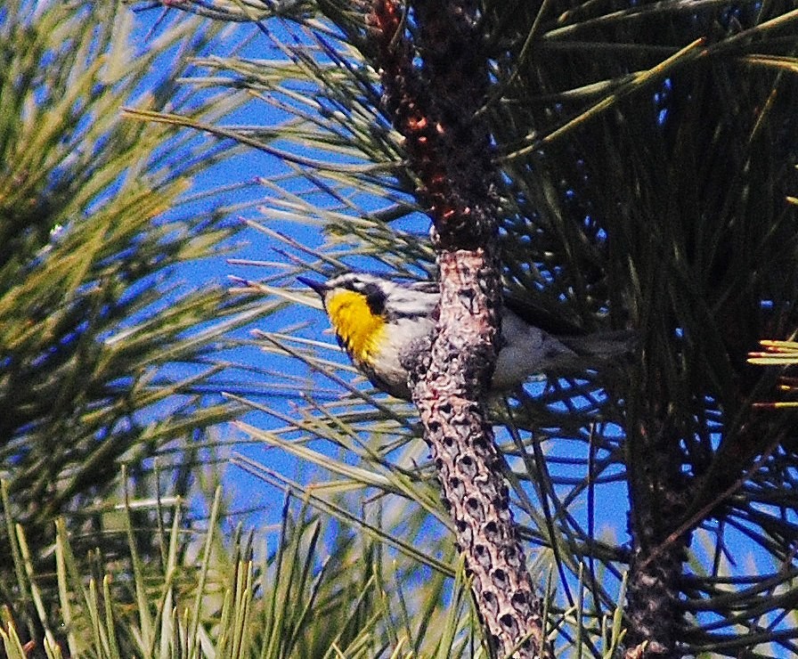 Yellow-throated Warbler - ML55261101