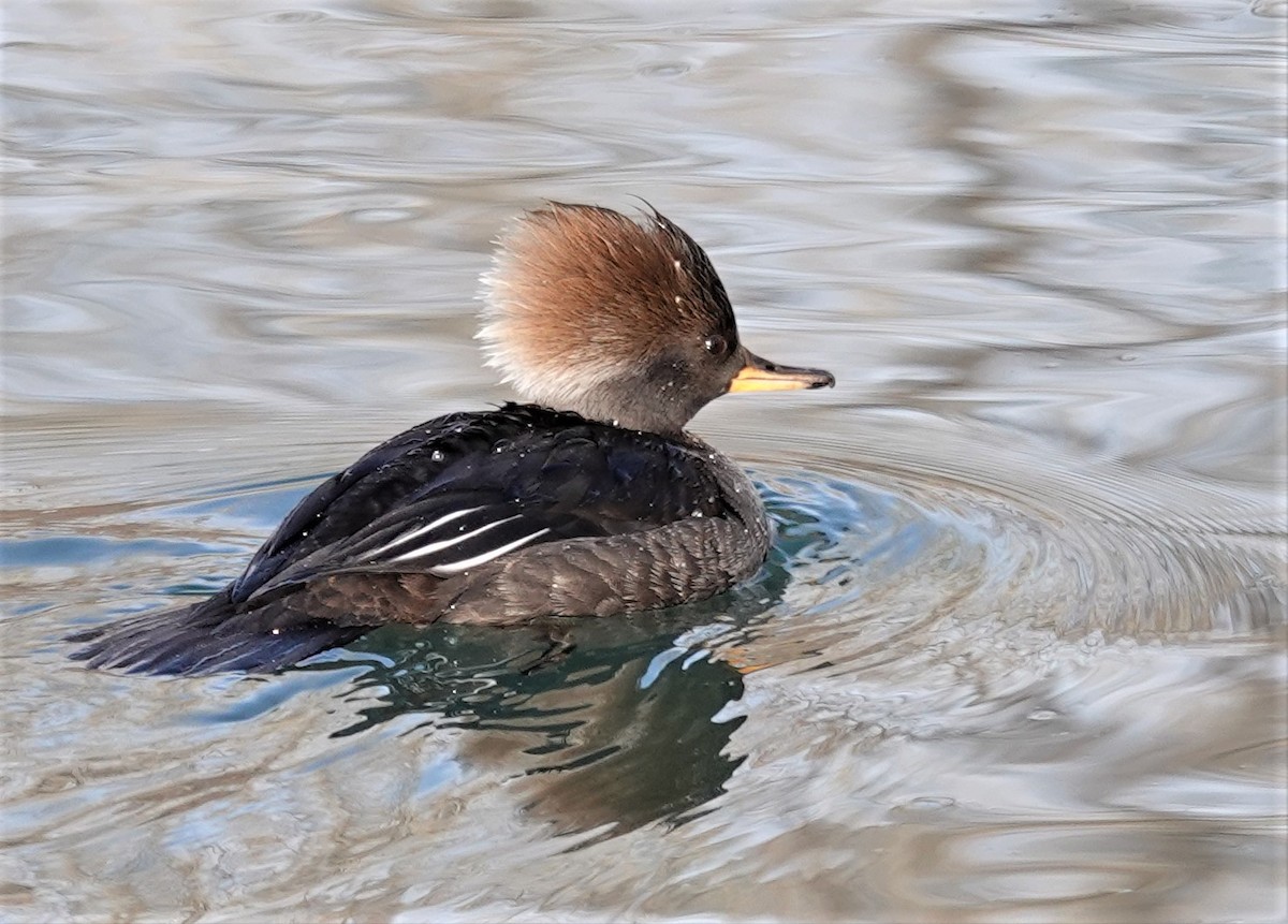 Hooded Merganser - Diane Stinson