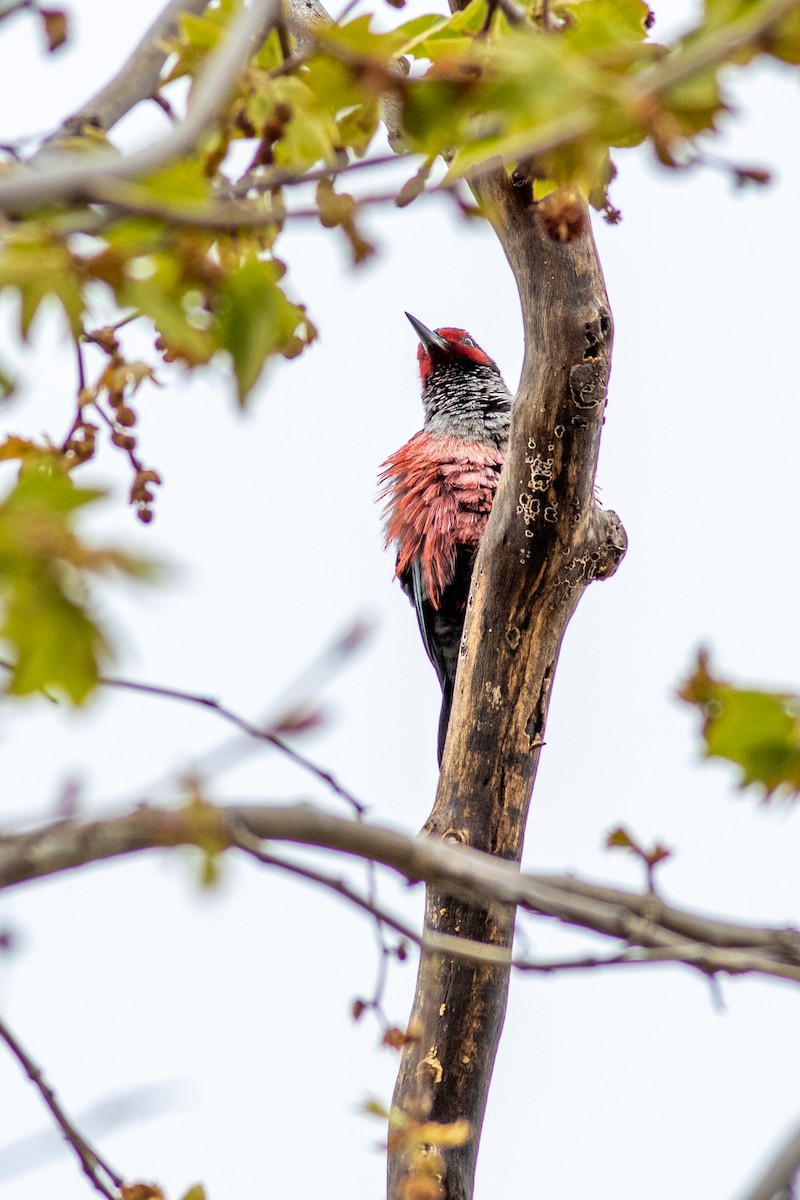 Lewis's Woodpecker - Joe Nirschl