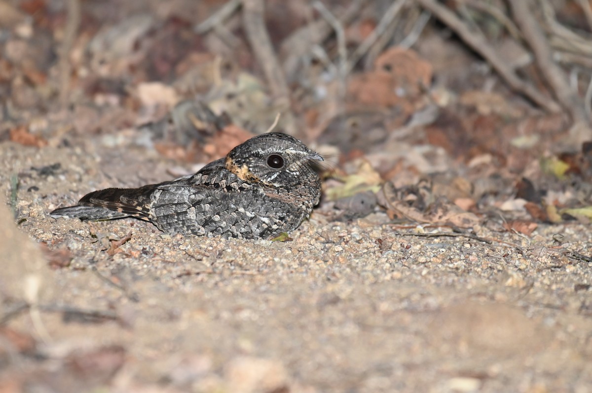 Buff-collared Nightjar - ML552612321