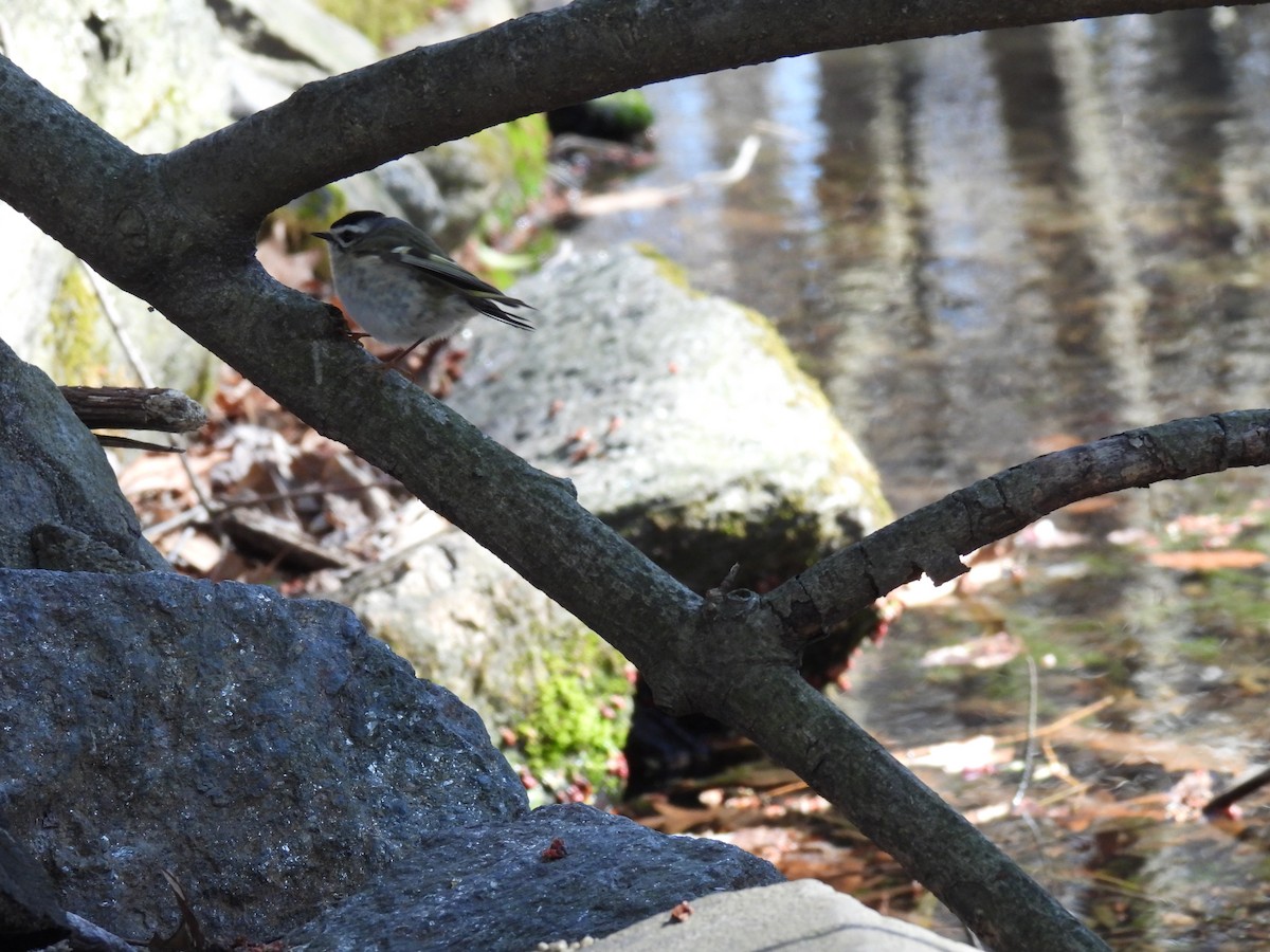 Golden-crowned Kinglet - ML552613501