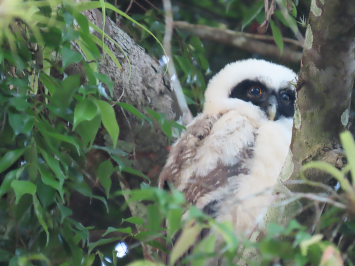 Spectacled Owl - ML552613661