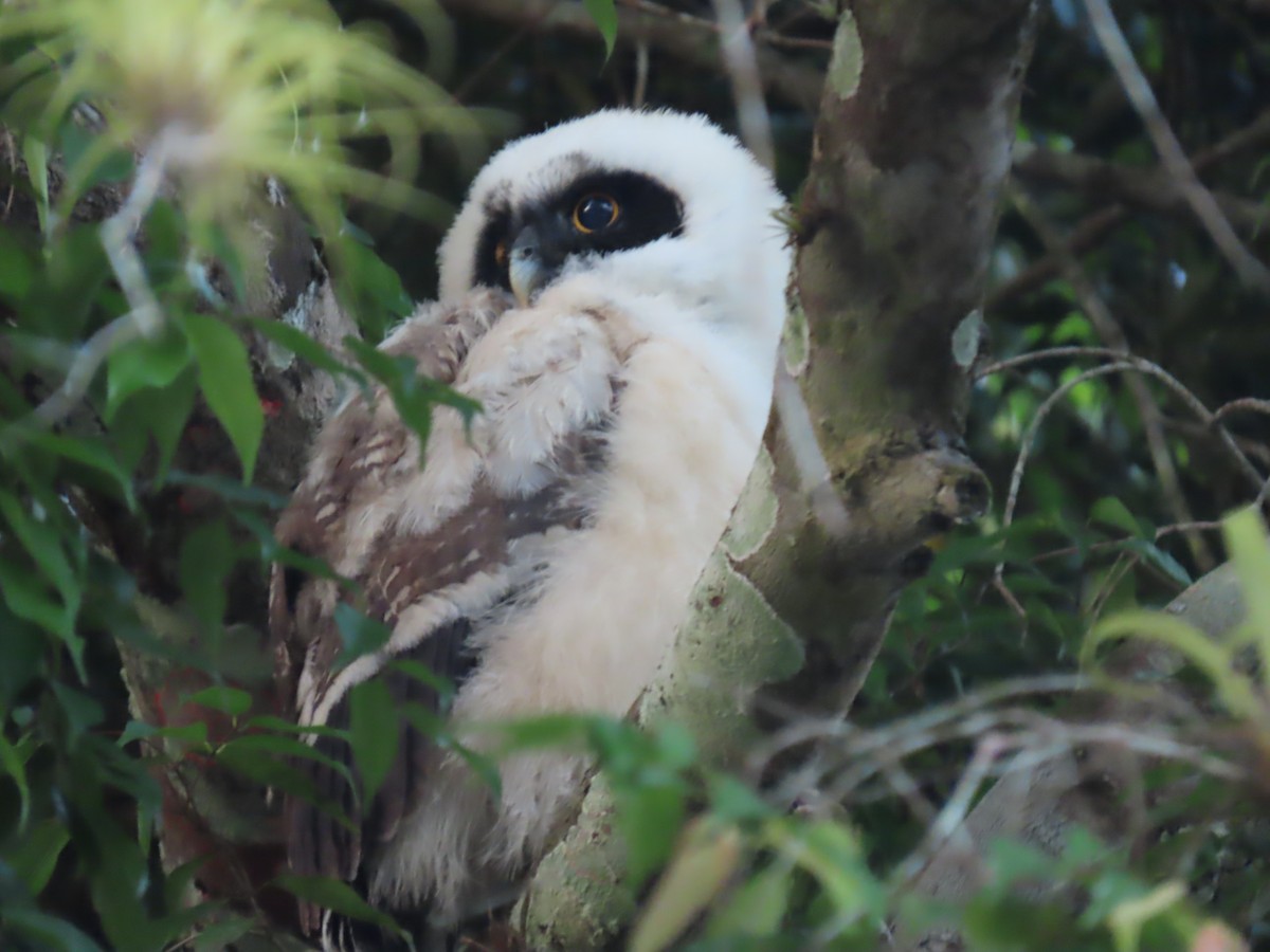 Spectacled Owl - ML552613711