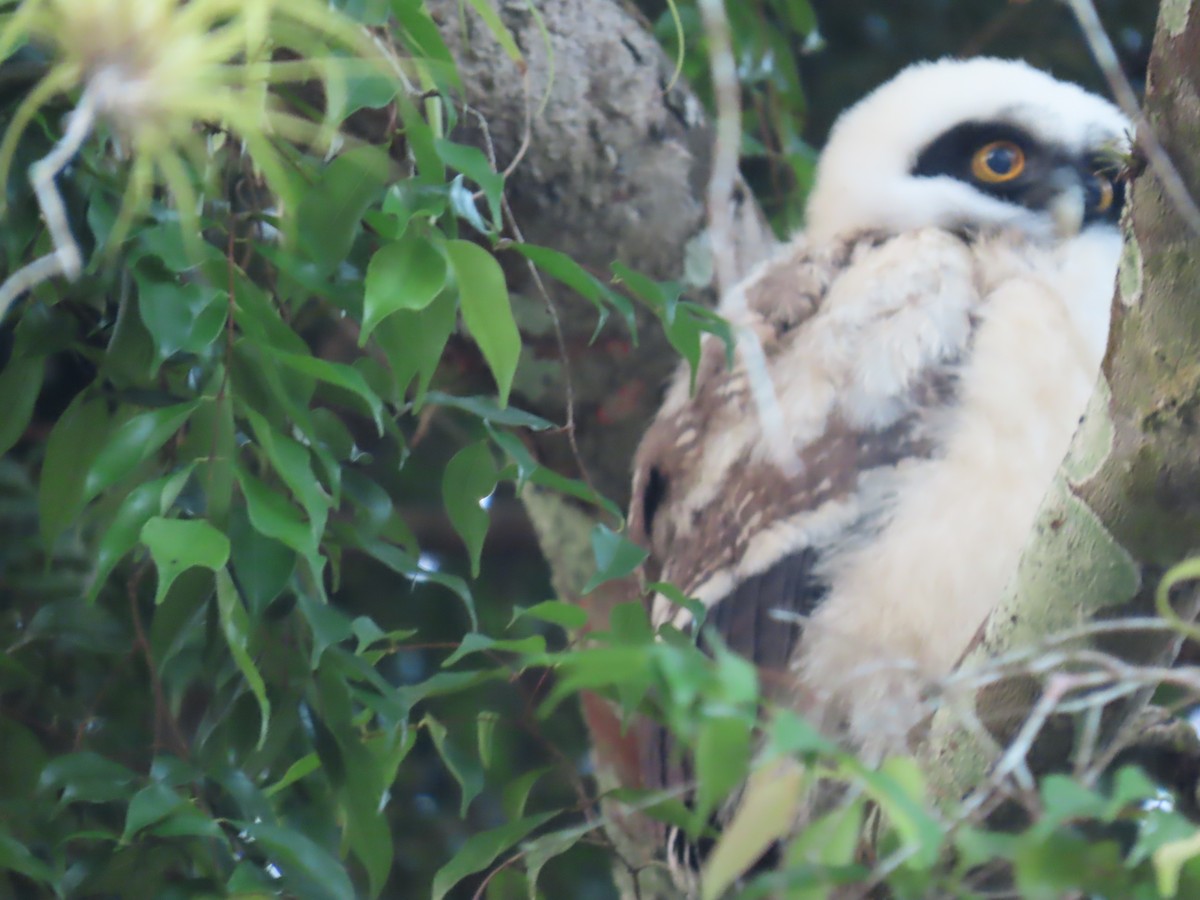 Spectacled Owl - ML552613761