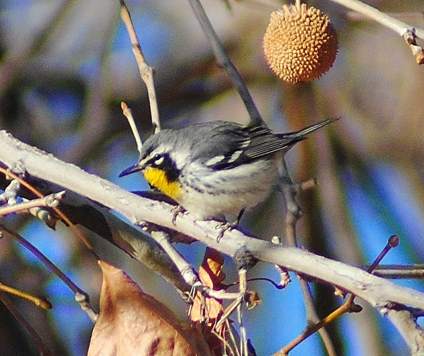 Yellow-throated Warbler - ML55261381