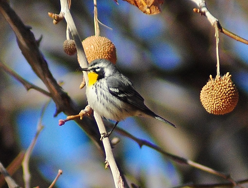 Yellow-throated Warbler - ML55261401