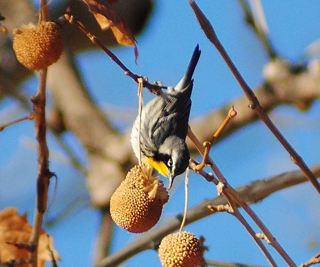 Yellow-throated Warbler - ML55261411
