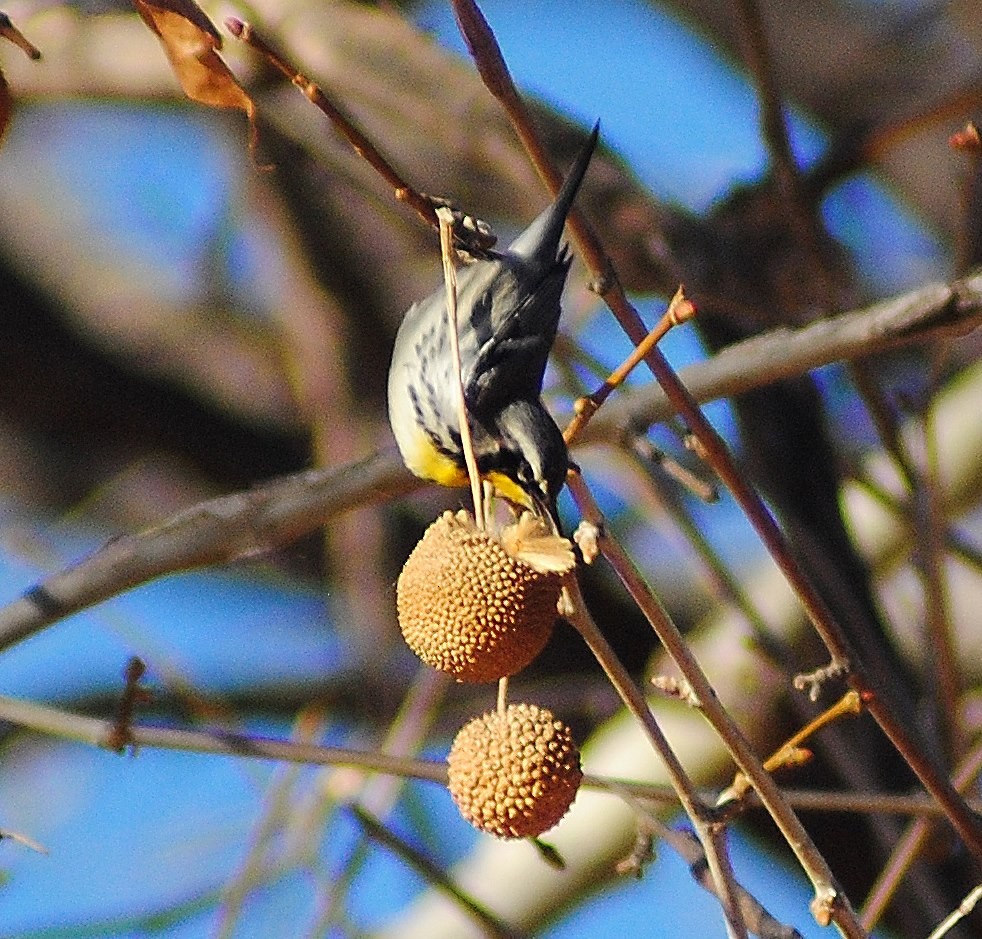 Yellow-throated Warbler - ML55261421