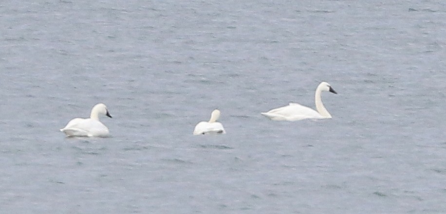 Trumpeter Swan - ML552614301