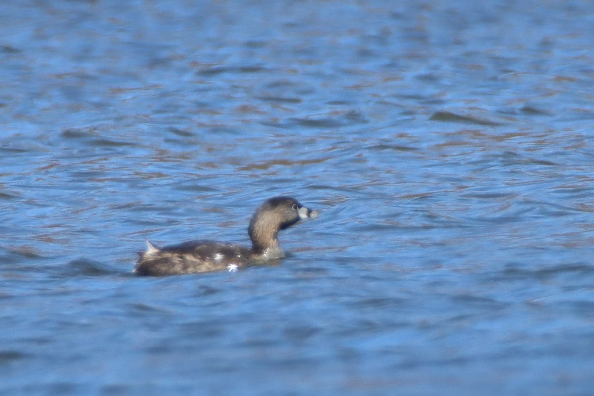 Pied-billed Grebe - ML552614681