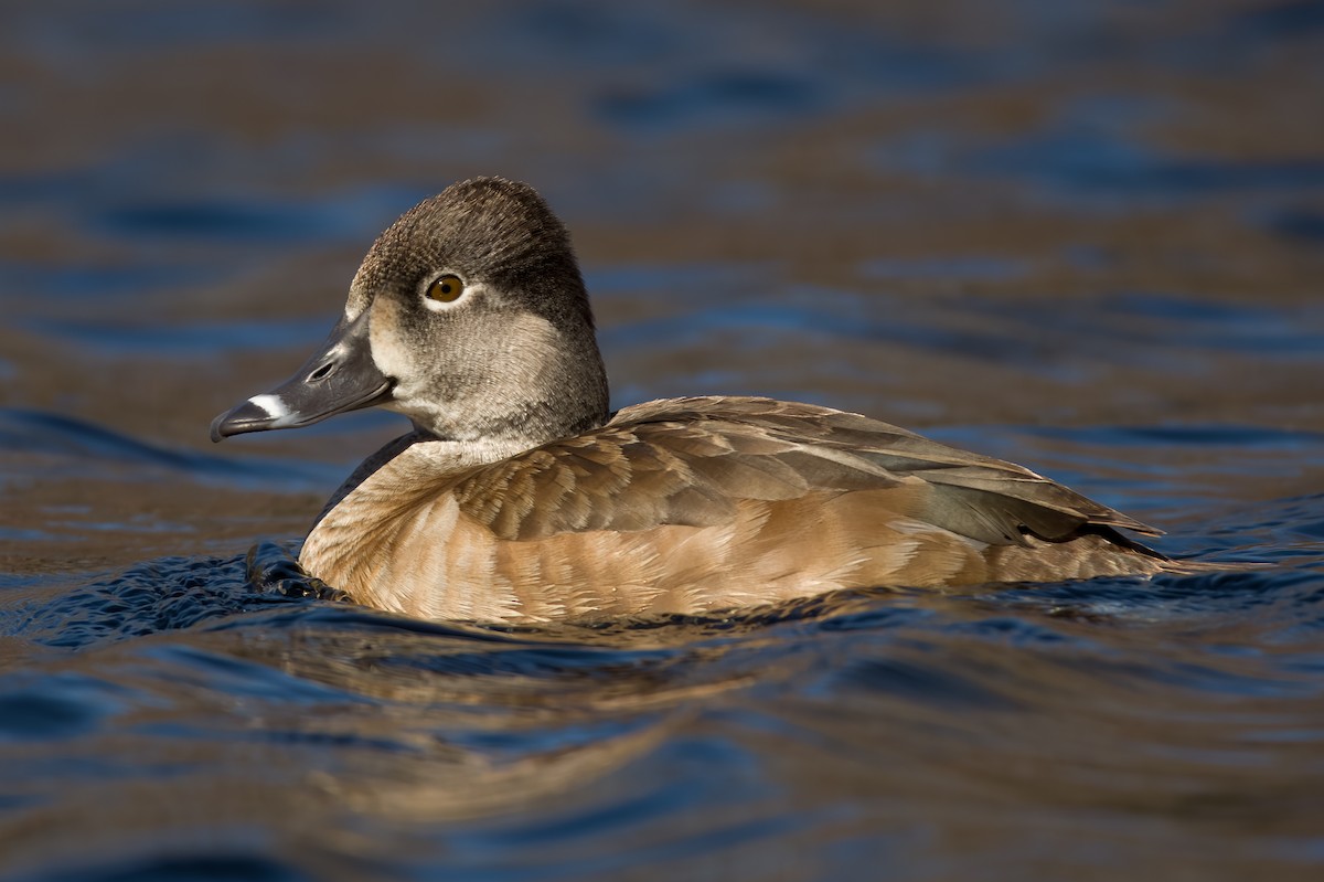 Ring-necked Duck - ML552615211