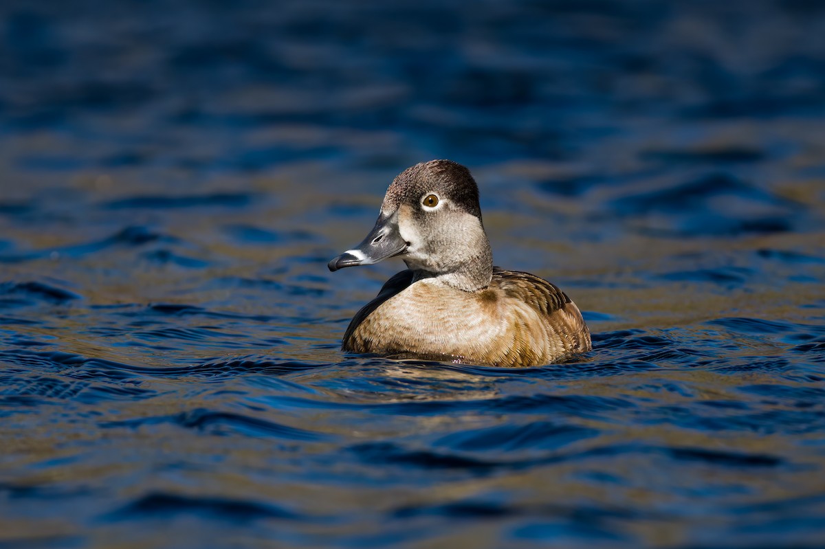 Ring-necked Duck - ML552615221