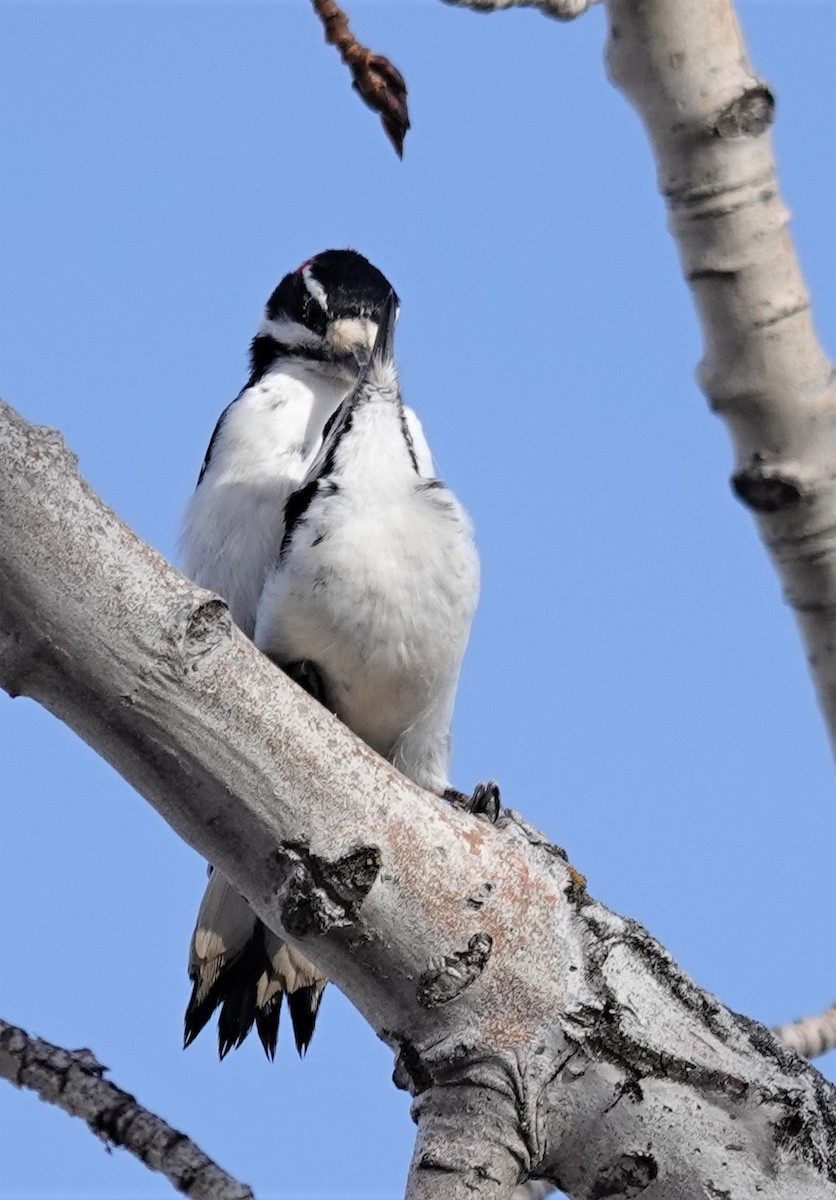 Hairy Woodpecker - ML552615471