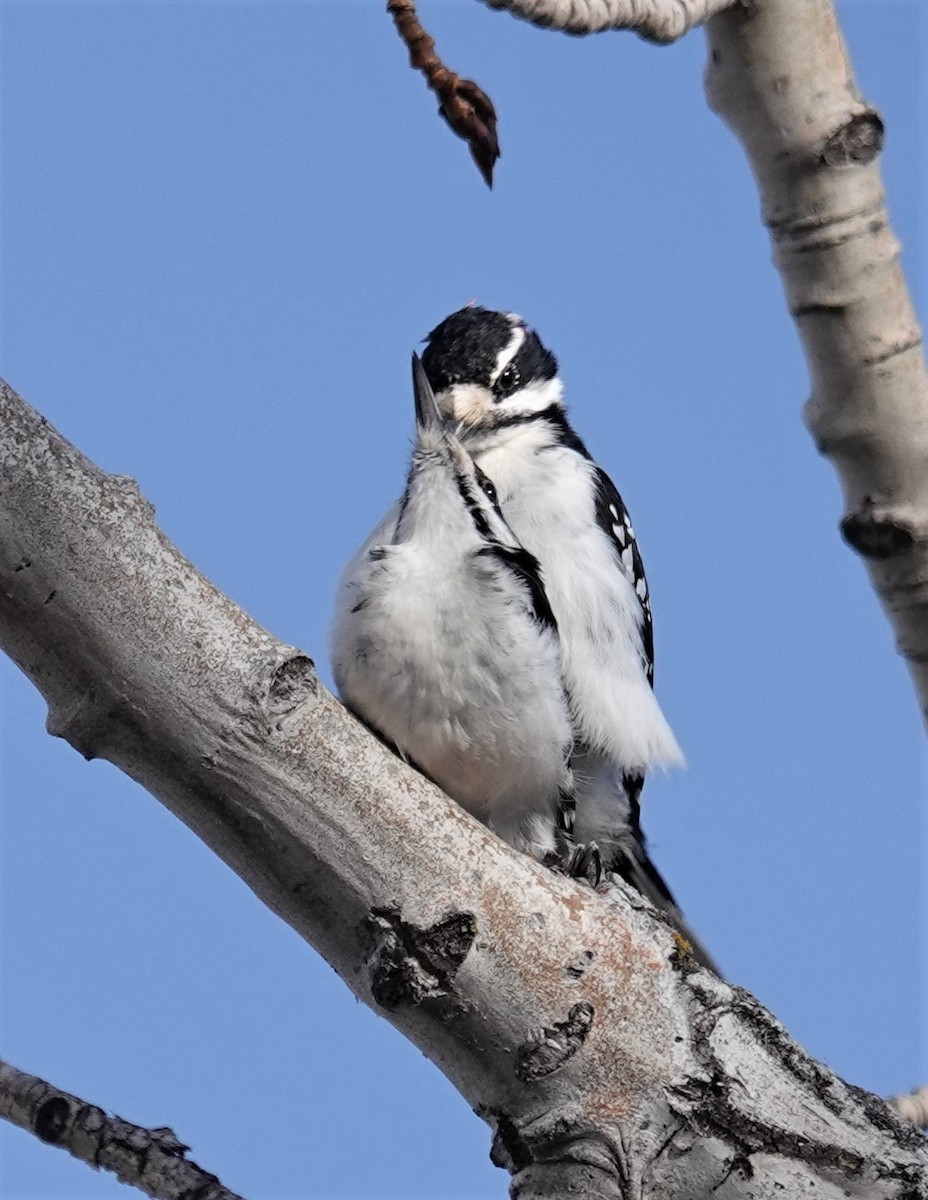 Hairy Woodpecker - ML552615491