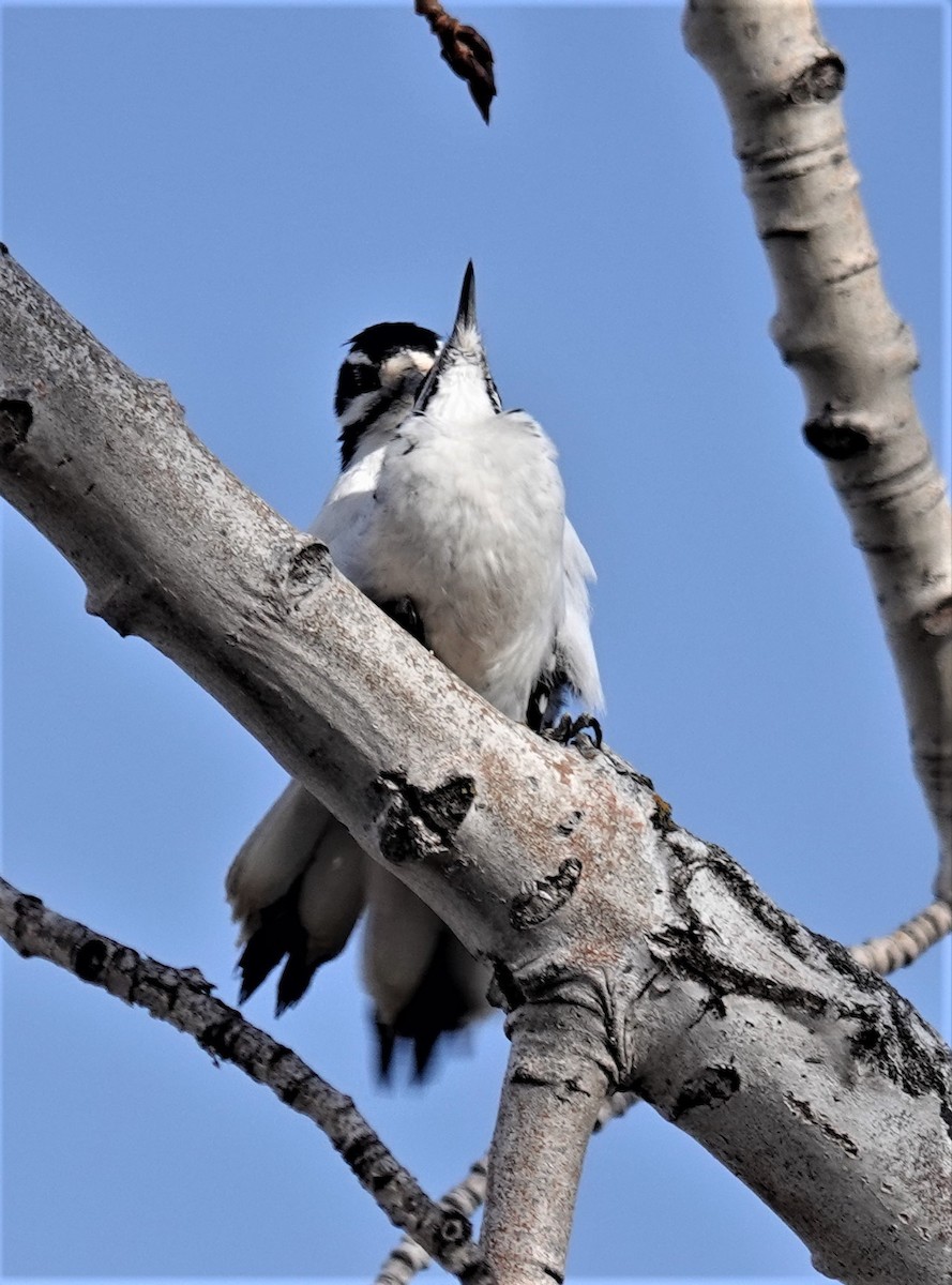 Hairy Woodpecker - ML552615551