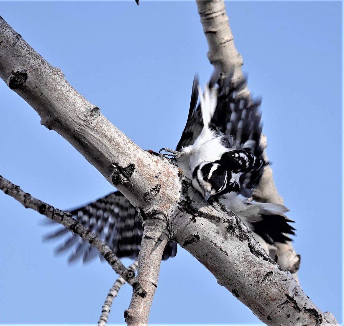 Hairy Woodpecker - ML552615561