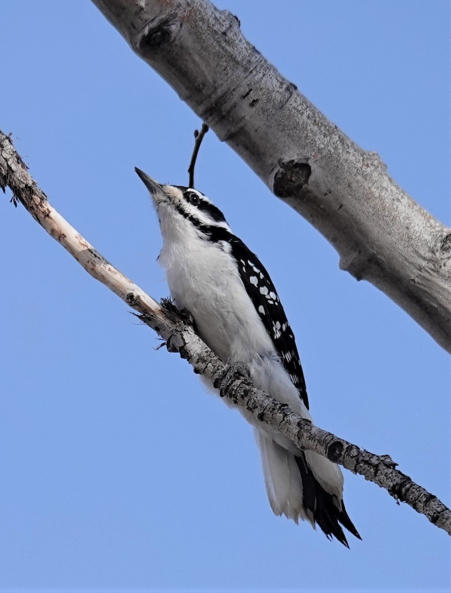 Hairy Woodpecker - ML552615591