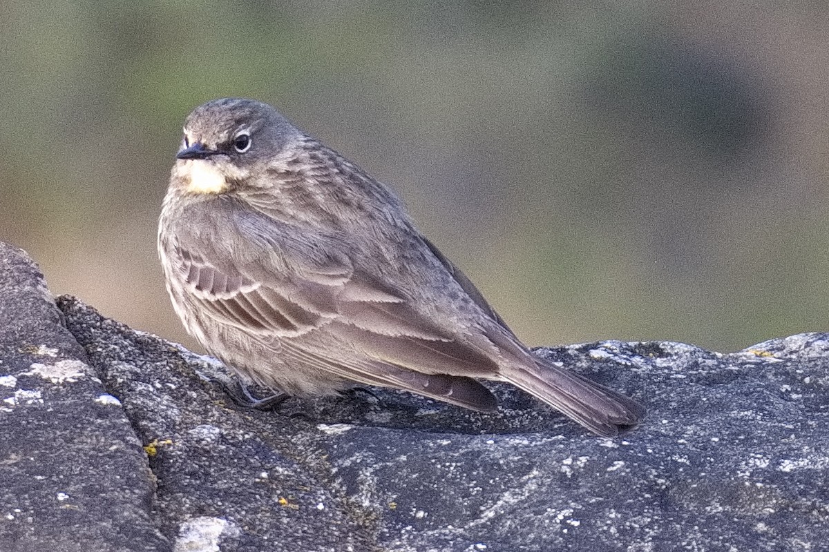 Rock Pipit - ML552615881