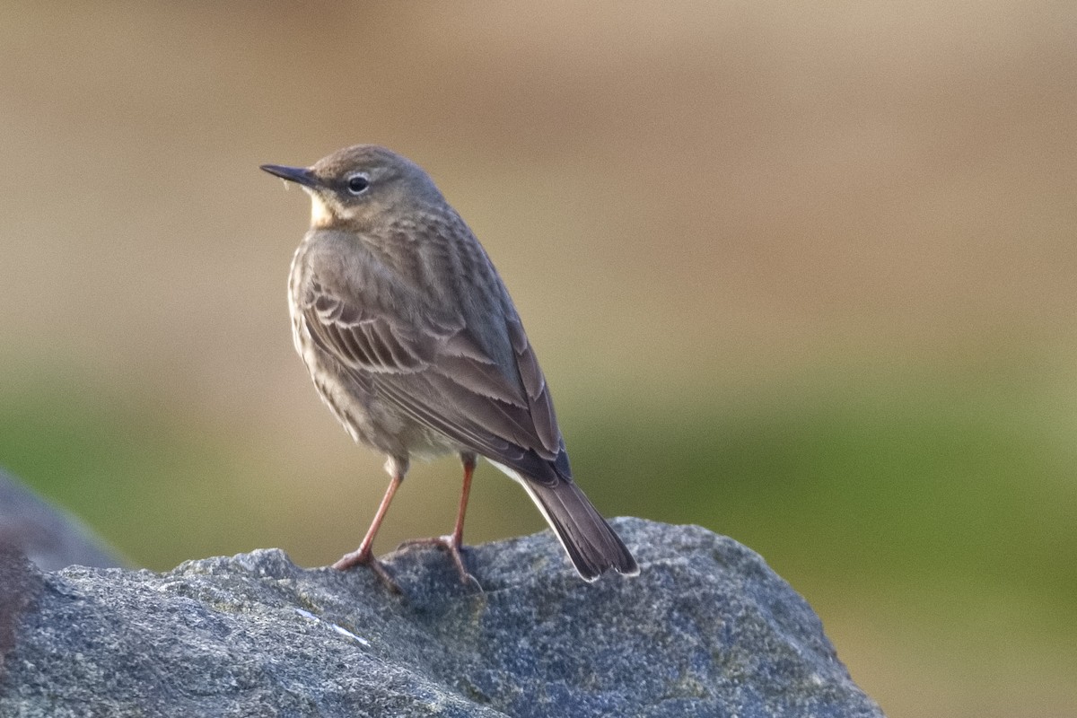 Rock Pipit - ML552615951