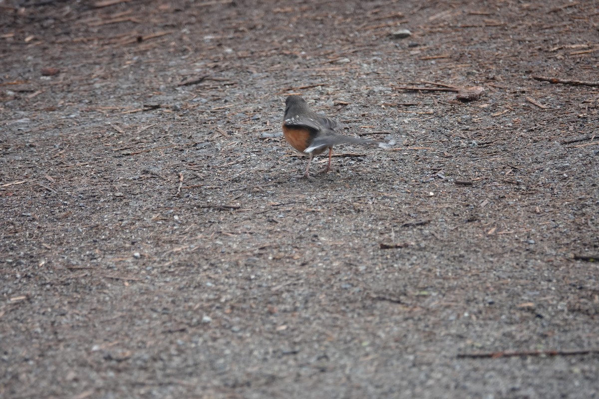 Spotted Towhee - ML552616171