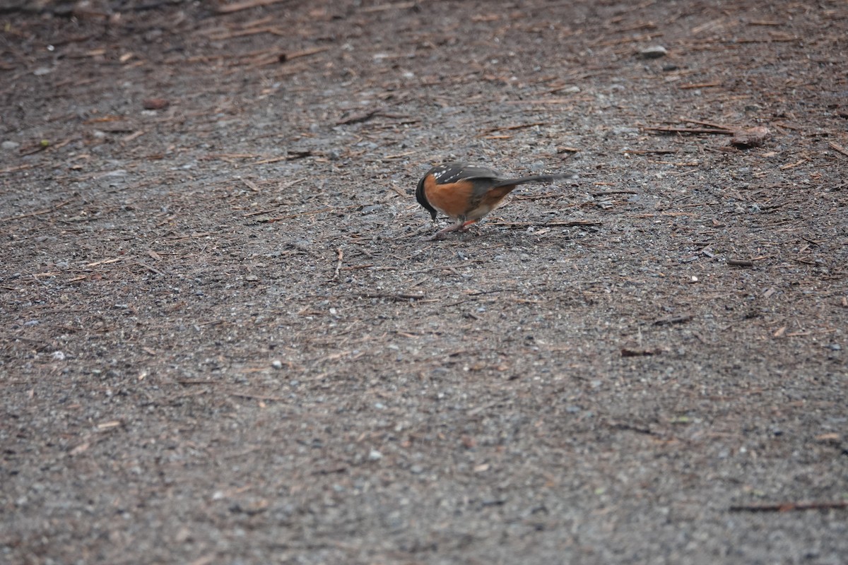 Spotted Towhee - ML552616181