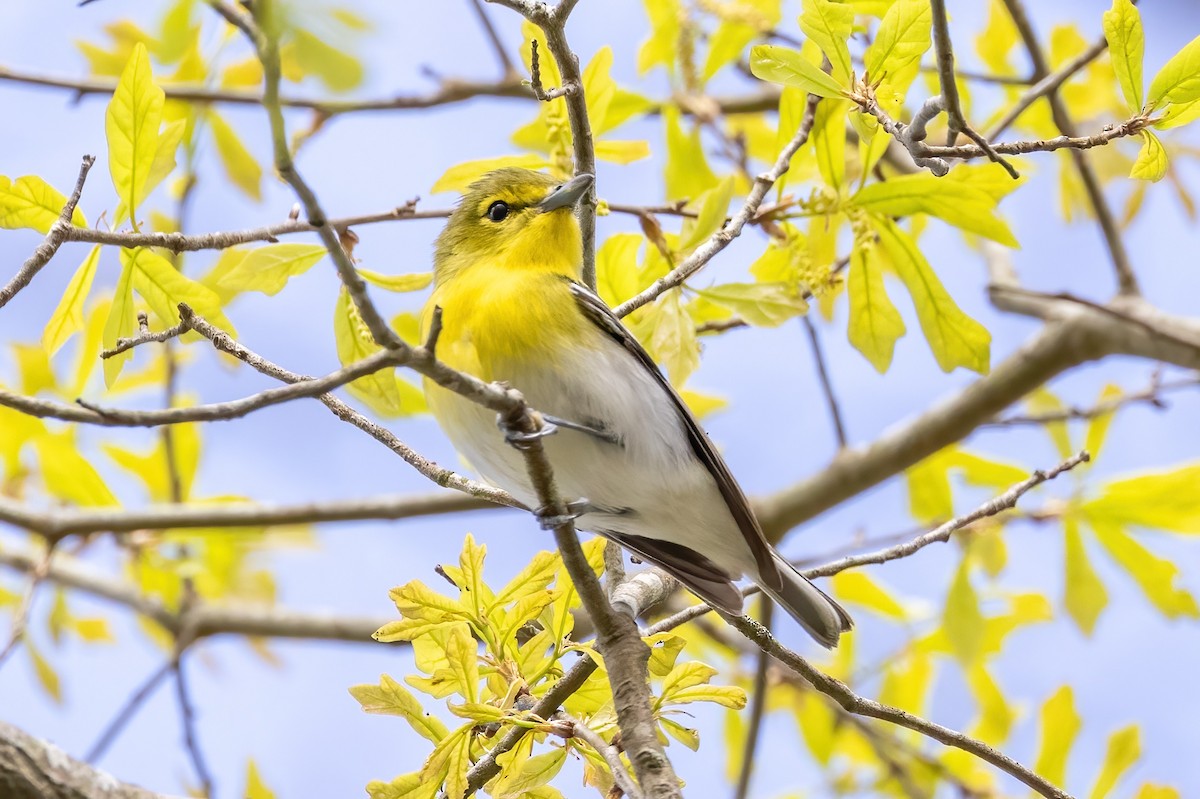 Yellow-throated Vireo - Sandy & Bob Sipe