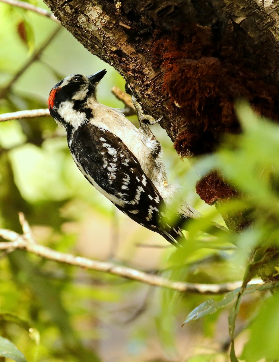 Downy Woodpecker - ML552618401