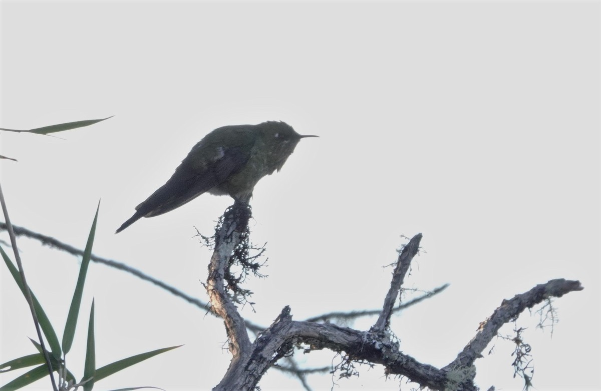 Black-backed Thornbill - ML552619081