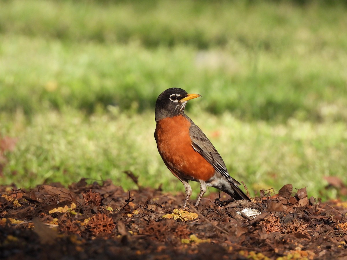 American Robin - ML552620541