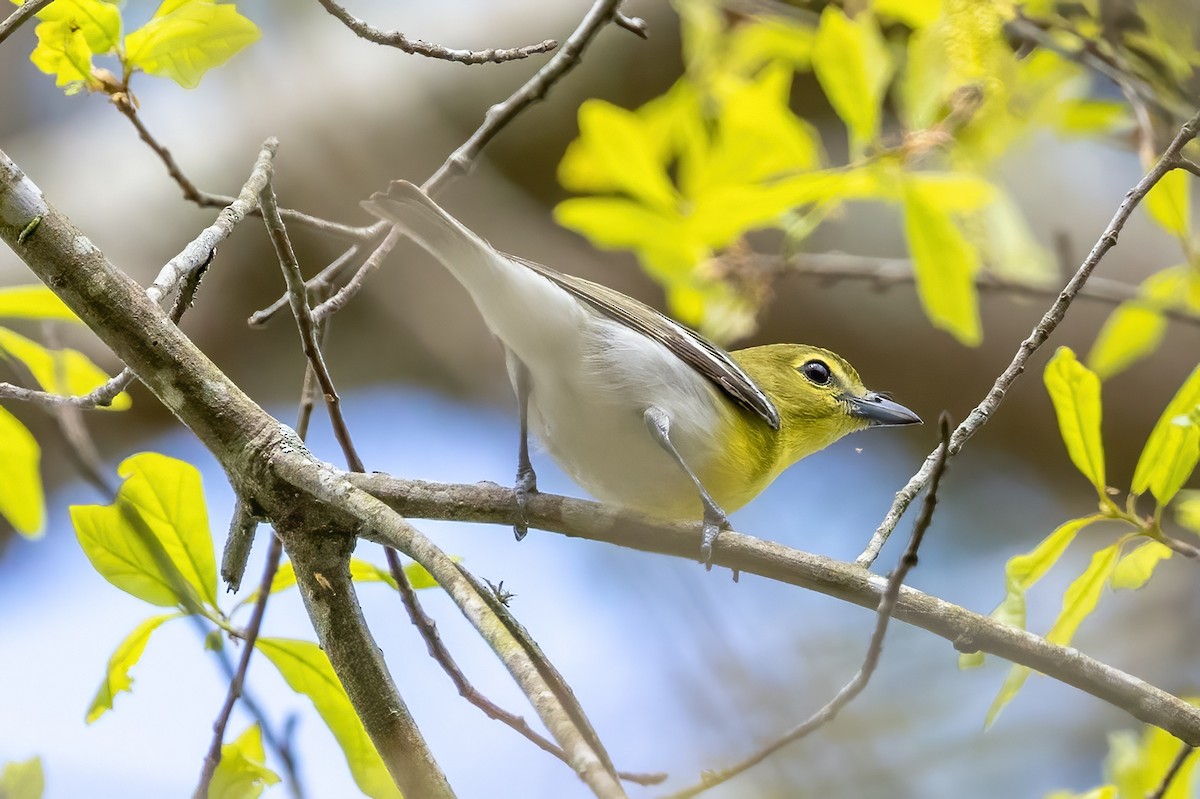 Yellow-throated Vireo - Sandy & Bob Sipe