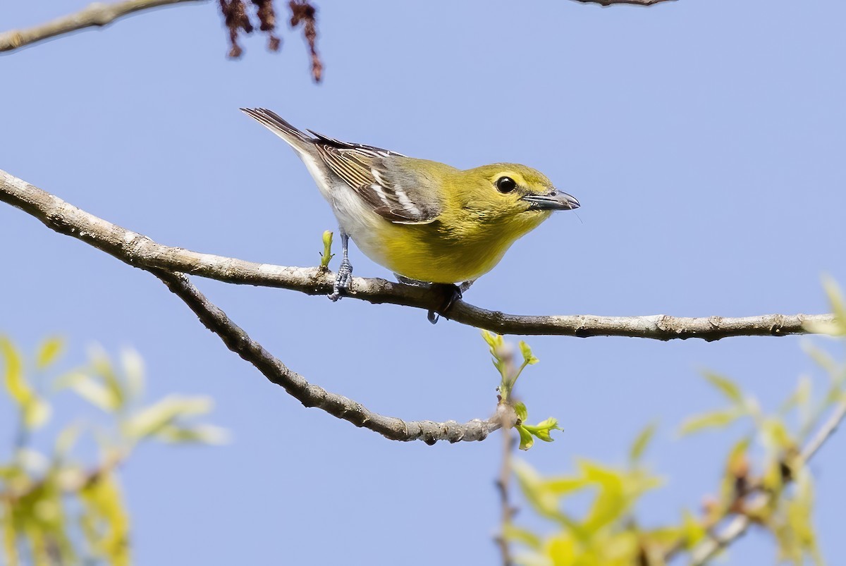 Yellow-throated Vireo - Sandy & Bob Sipe