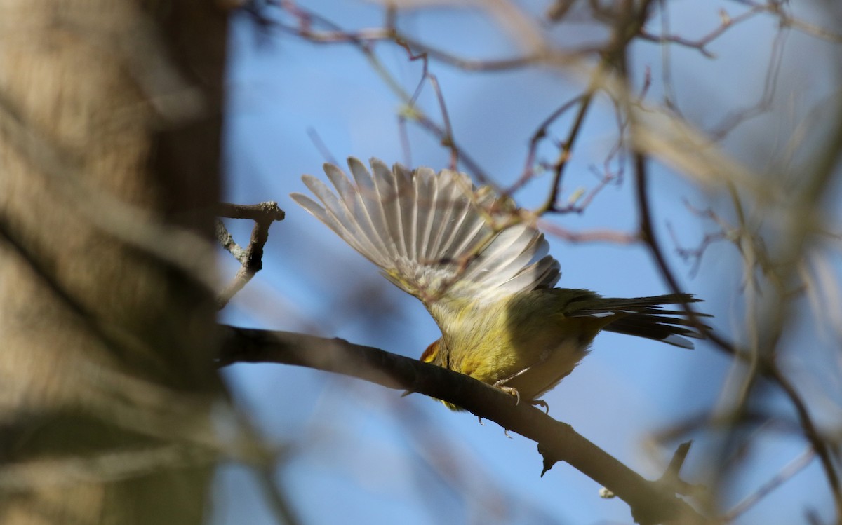 Palm Warbler (Yellow) - Jay McGowan