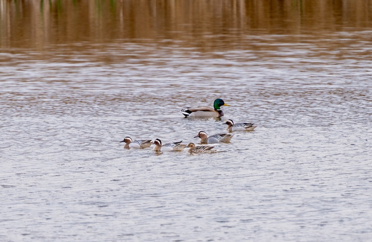 Garganey - Miguel Claver Mateos