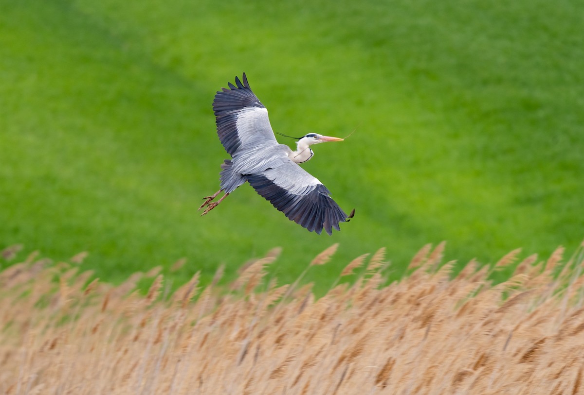 Gray Heron - ML552623901