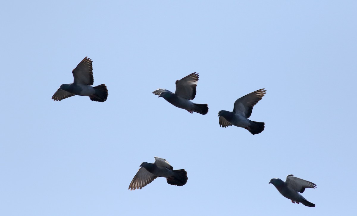 Rock Pigeon (Feral Pigeon) - ML55262391